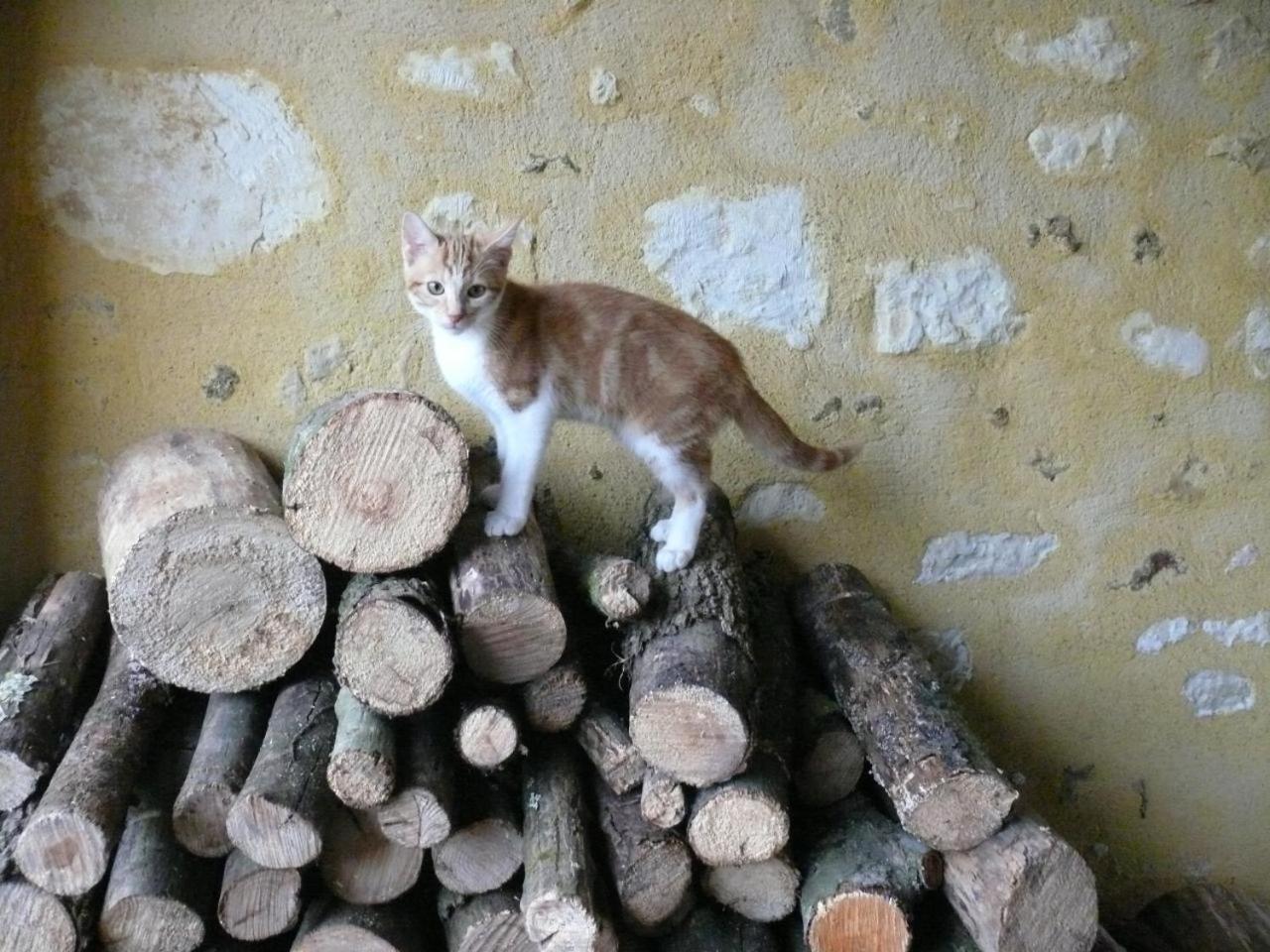 Gites A L'Ombre Des Chenes Châteauvieux Kültér fotó